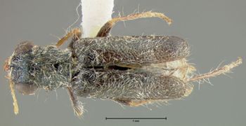 Media type: image;   Entomology 33384 Aspect: habitus dorsal view
